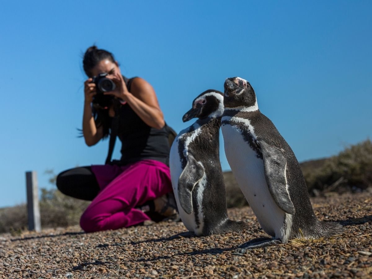 Puerto Madryn - Pingüinos