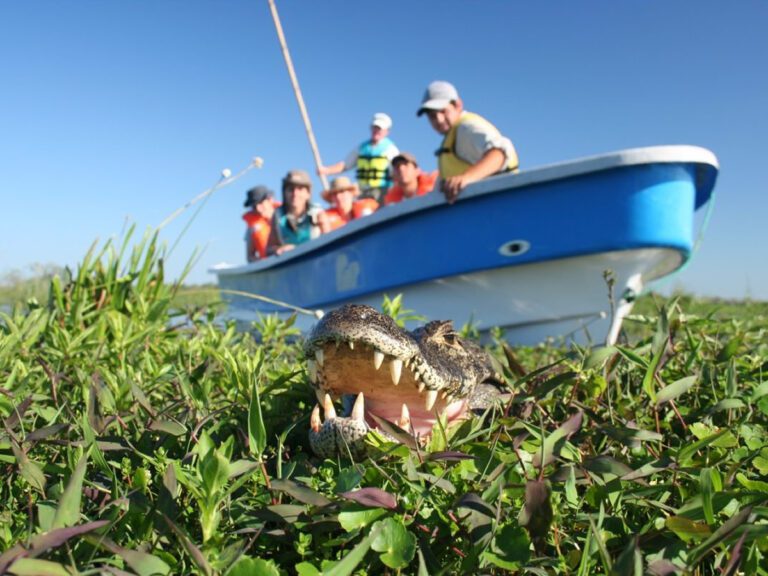 esteros-ibera-yacare