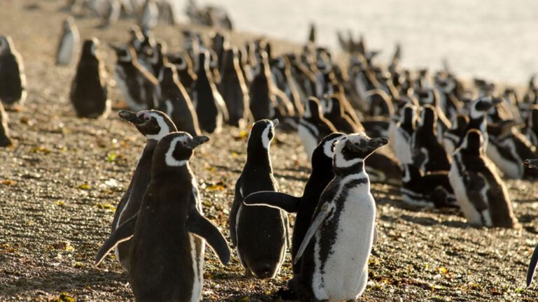 Puerto-Madryn-by-Guada-15